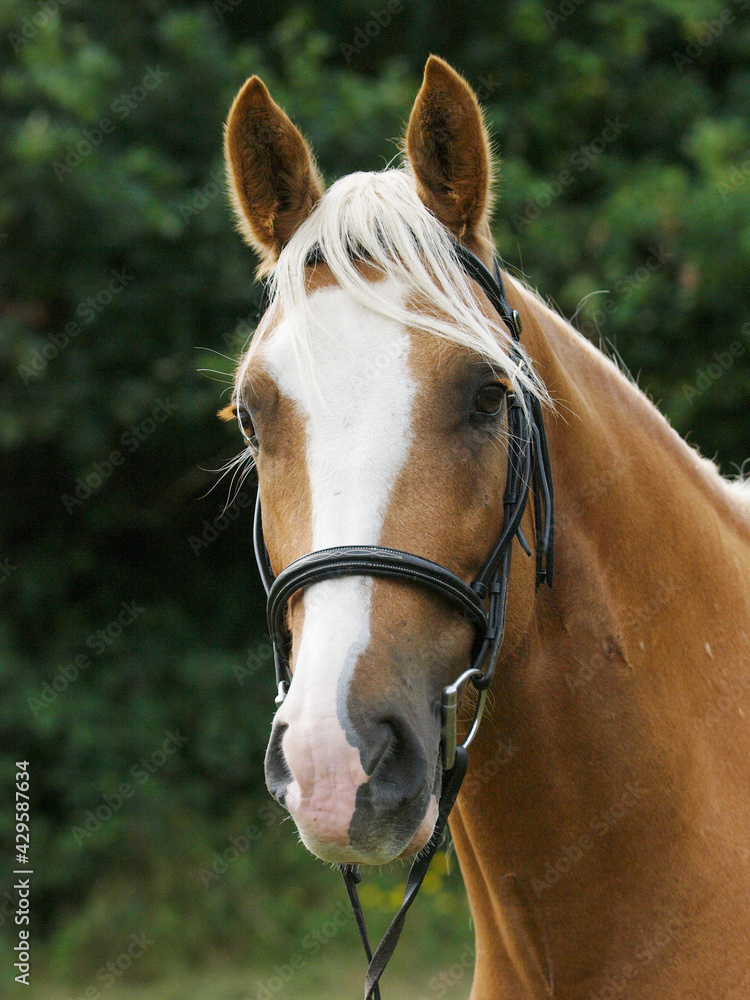 Fototapeta premium Chestnut Horse Headshot