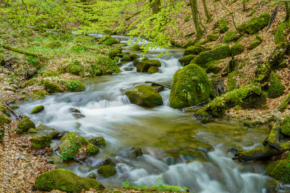 Mountain river flowing through the green forest
Mountain river flowing through the green forest