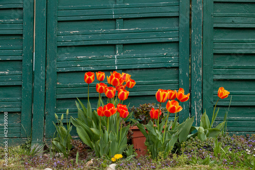 Tulipanes en el jardin 