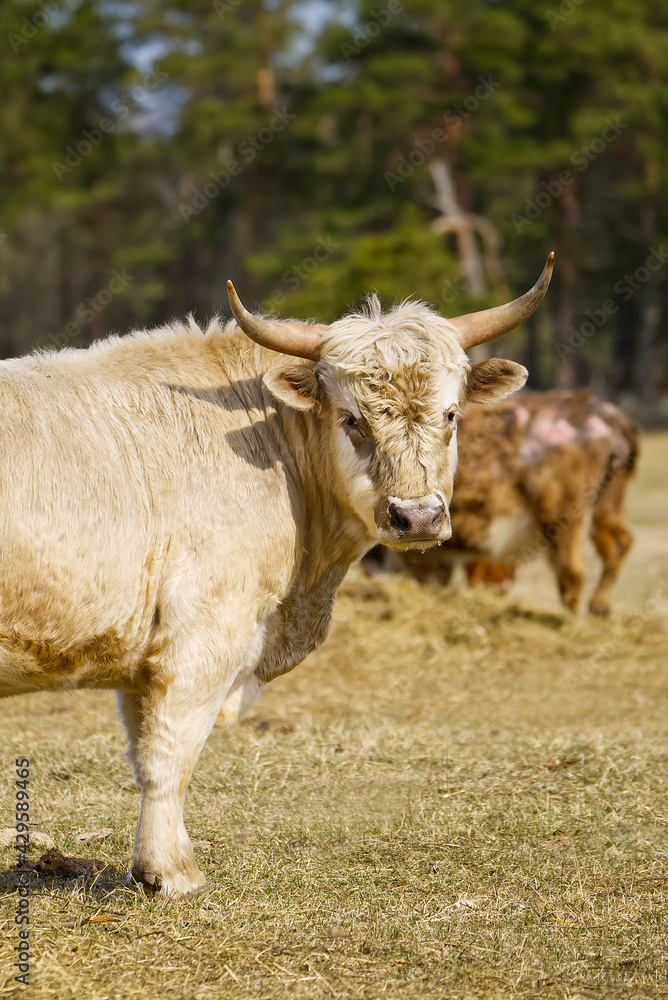 Portrait of Blonde Aquitaine breed cow in the meadow autumn field. Farming, free grazing concept, autumn field Portrait of Blonde Aquitaine breed cow in the meadow autumn field. Farming, free grazing concept, autumn field