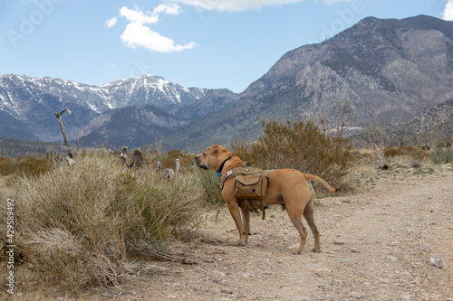 Dog in hiking gear