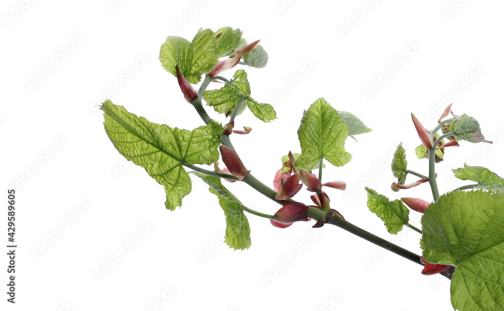 Linden tree twig with leaves blossoming in spring isolated on white background, clipping path