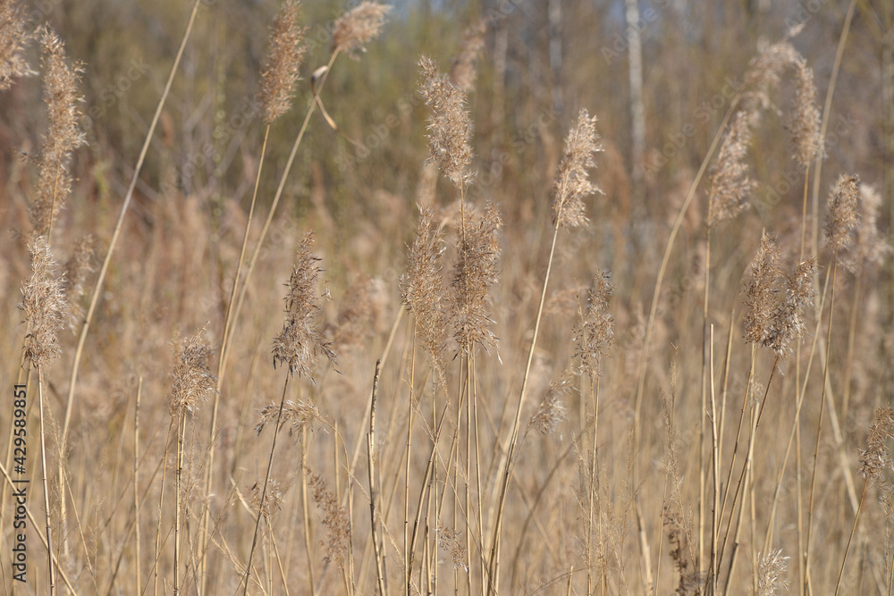 Fototapeta premium High yellow dry grass with a depth of field.