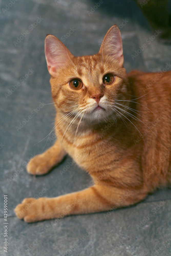 Portrait of a beautiful ginger cat is photographed close-up.