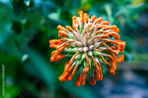 Leonotis leonurus pertenece a la familia lamiaceae photo