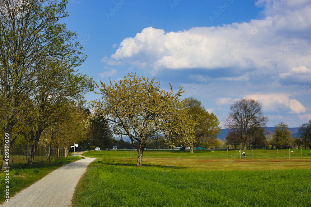 Bicycle path through the green landscape, blue sky with white clouds