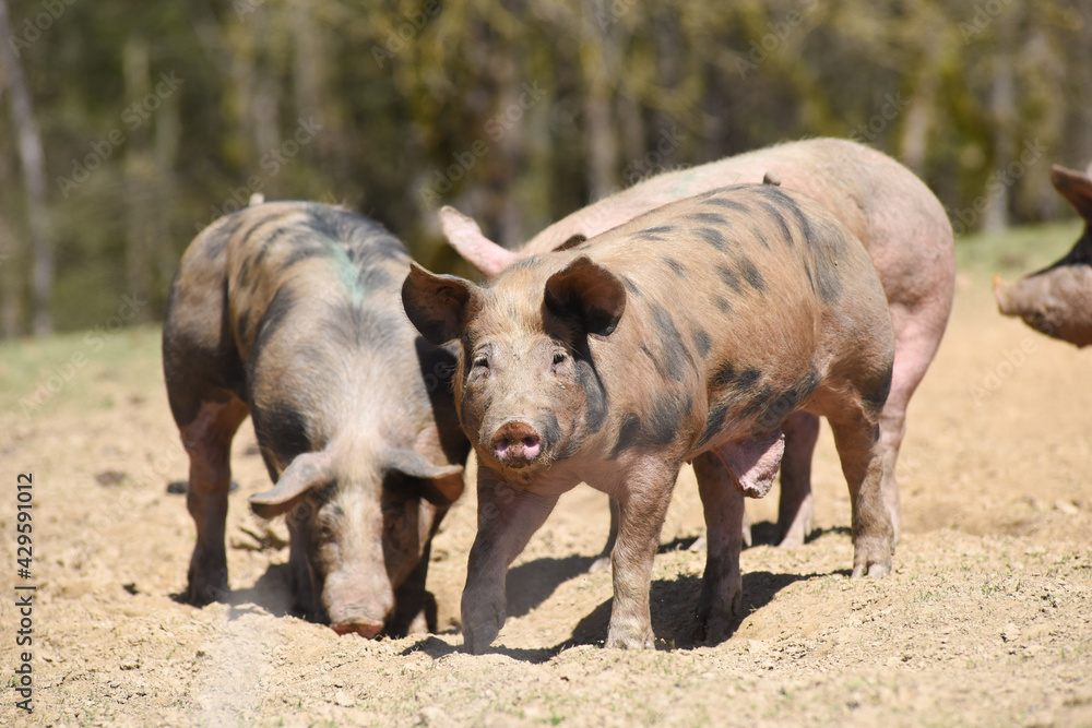cochon porc porcelet viande elevage agriculture cochon porc porcelet viande elevage agriculture