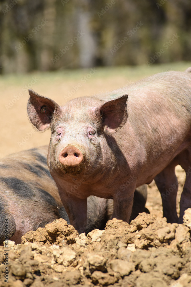 cochon porc porcelet viande elevage agriculture cochon porc porcelet viande elevage agriculture