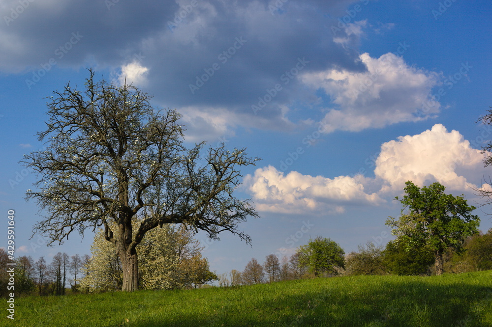 Green grass landscape with old trees, blue sky with white clouds Green grass landscape with old trees, blue sky with white clouds