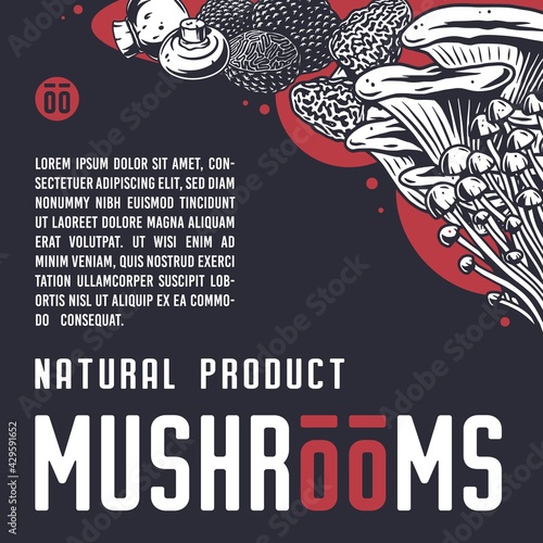 Mushroom picking of morel. Vegetarian fungus boletus or cremini collection for food. Organic nature mushrooms or fungi porcini for healthy nutrition