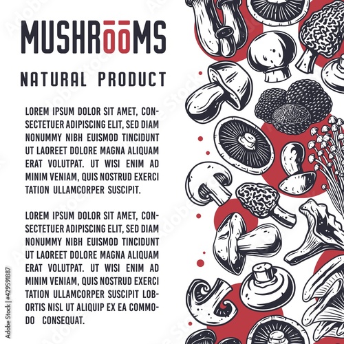 Mushroom picking of morel. Vegetarian fungus boletus or cremini collection for food. Organic nature mushrooms or fungi porcini for healthy nutrition