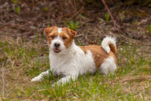 Jack Russell Terrier is lying down on the grass