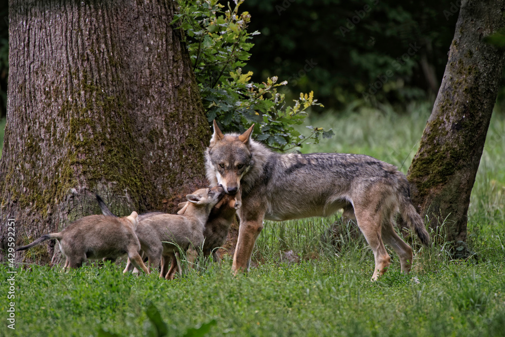 Loups gris d'Europe