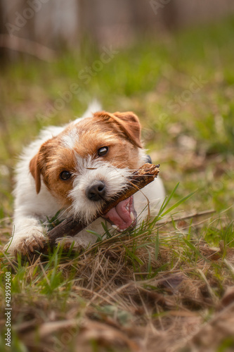 Jack Russell Terrier is lying on the grass and playing with stick