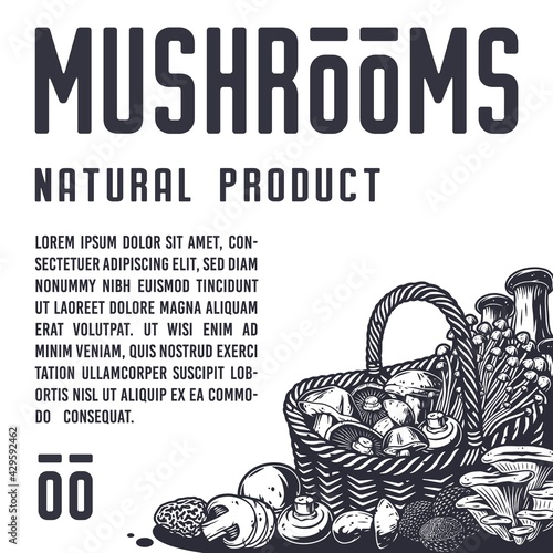 Mushroom picking of morel. Vegetarian fungus boletus or cremini collection for food. Organic nature mushrooms or fungi porcini for healthy nutrition