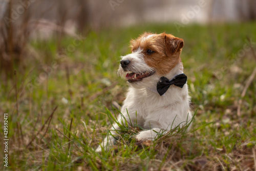 Jack Russell Terrier wearing a bow tie and lying on the grass