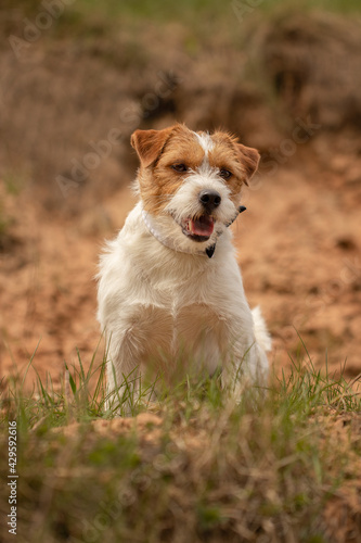 Jack Russell Terrier is sitting
