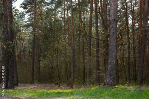 Spring landscape: The edge of the forest - trees lit by the evening sun and a strip of bright green grass. © Volha