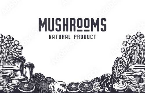 Mushroom picking of morel. Vegetarian fungus boletus or cremini collection for food. Organic nature mushrooms or fungi porcini for healthy nutrition