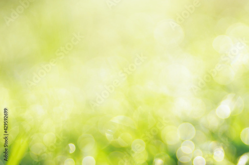 green bokeh abstract background in nature