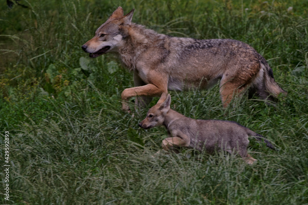 Loup gris d'Europe