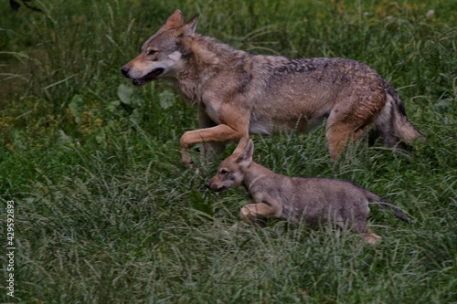 Loup gris d Europe