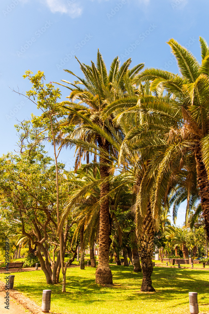 Árboles en el Parque Taoro, municipio de Puerto de la Cruz