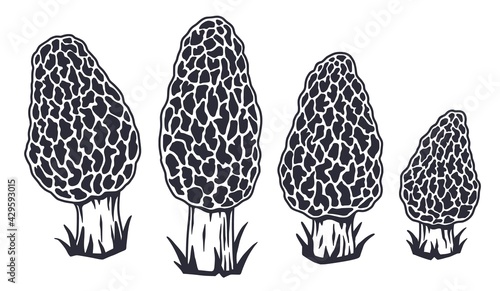 Mushroom picking of morel. Vegetarian fungus morels for food. Nature fungi for healthy nutrition. Edible mushrooms