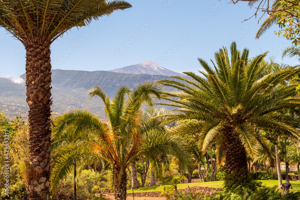 Paisaje con palmeras y el Teide al fondo del Parque Taoro, en el municipio de Puerto de la Cruz Paisaje con palmeras y el Teide al fondo del Parque Taoro, en el municipio de Puerto de la Cruz