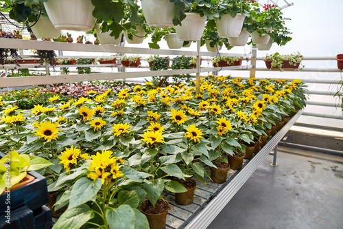 Large Industrial Greenhouse with colorful sunflowers. Flowers in pots all around.