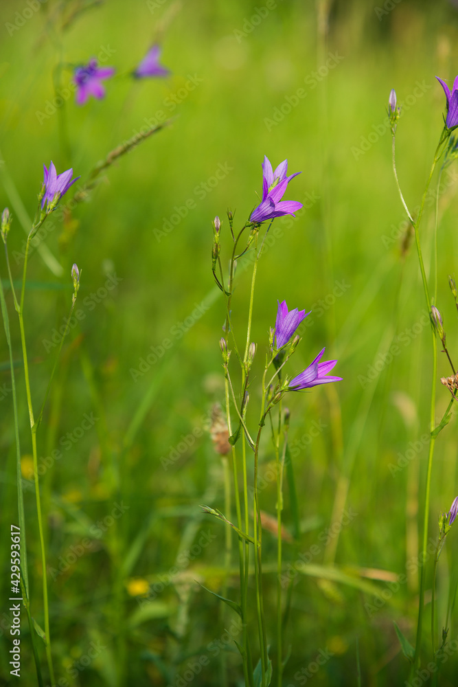 Natural spring meadow background