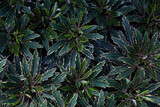 Green leaves background. Tropical Plant Texture