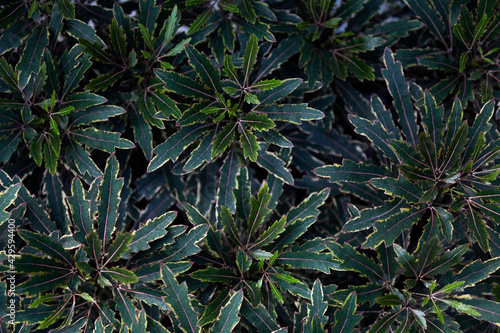 Green leaves background. Tropical Plant Texture