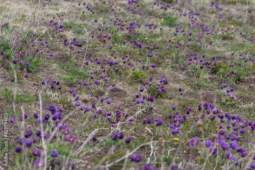 Purple flowers in Kazakhstan fields. Wild spring flowers. Purple snowdrops.