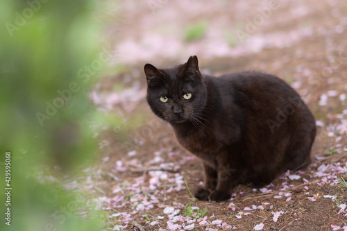 黒猫