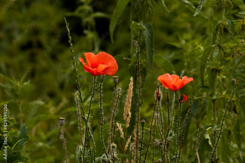 Obraz premium Beautiful red poppy over green grass background, Sofia, Bulgaria, Europe 