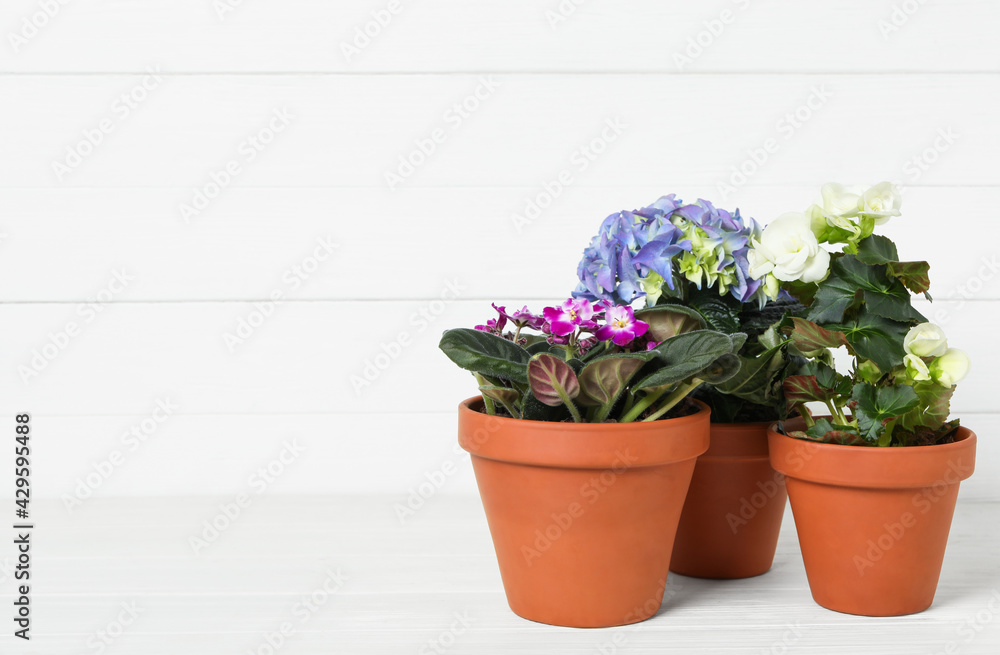 Different beautiful blooming plants in flower pots on white wooden table, space for text
