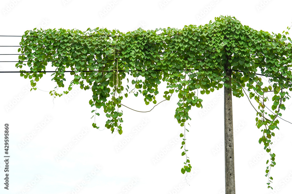 Obraz premium ivy plant isolate on white background