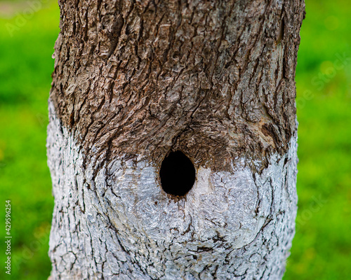 Canvastavla hollow in the trunk of an old apple tree in the garden, close-up.