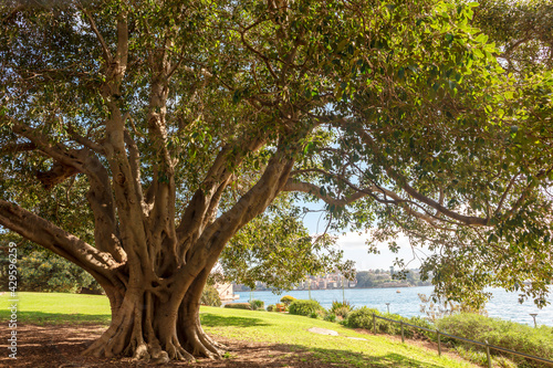 Large, old Ficus Macrophylla, commonly known as the Moreton Bay fig or Australian banyan in Sydney Botanic Gardens.