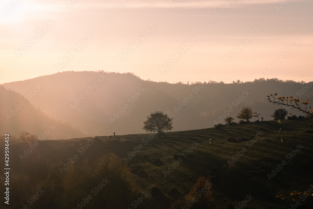 Lonely tree in the sunset light. Beautiful nature, rural outdoor view. Mountains on the background. Horses on pasture eating grass. Green meadows and golden sun light.