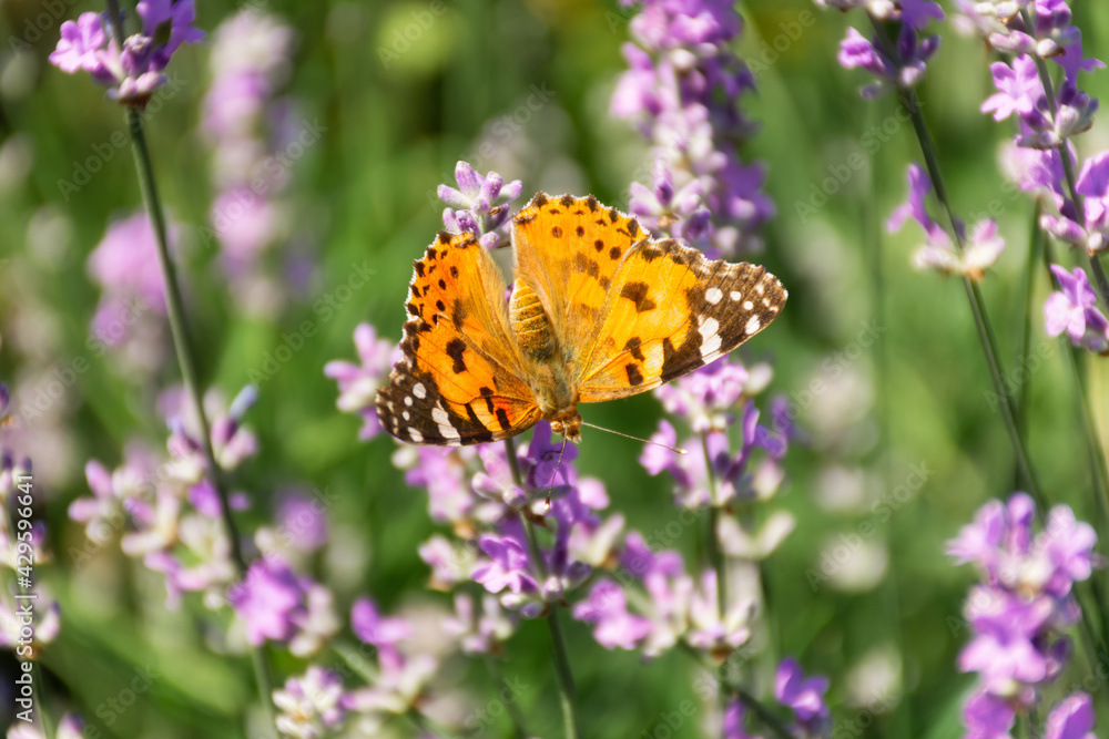 Butterfly Vanessa is orange on a purple lavender flower in the sunlight. Macrophotography of wildlife. The butterfly pollinates flowers in the garden. Bright summer colorful background. Top view Butterfly Vanessa is orange on a purple lavender flower in the sunlight. Macrophotography of wildlife. The butterfly pollinates flowers in the garden. Bright summer colorful background. Top view