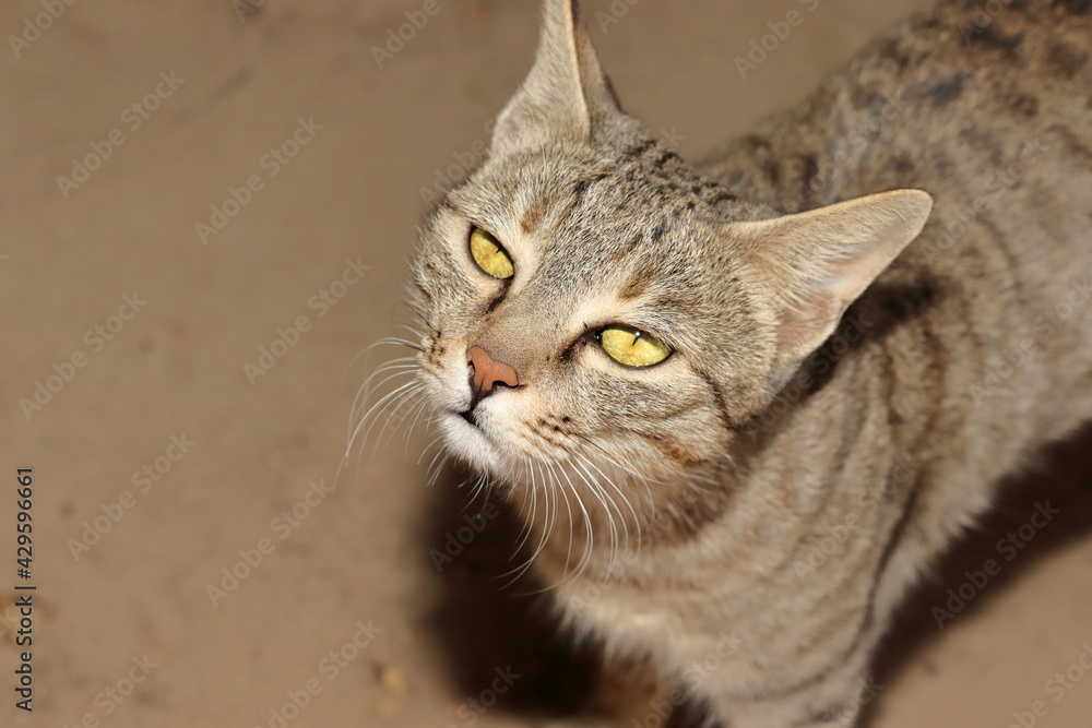 A pet tabby cat sitting in the courtyard of the house and looking at the camera A pet tabby cat sitting in the courtyard of the house and looking at the camera