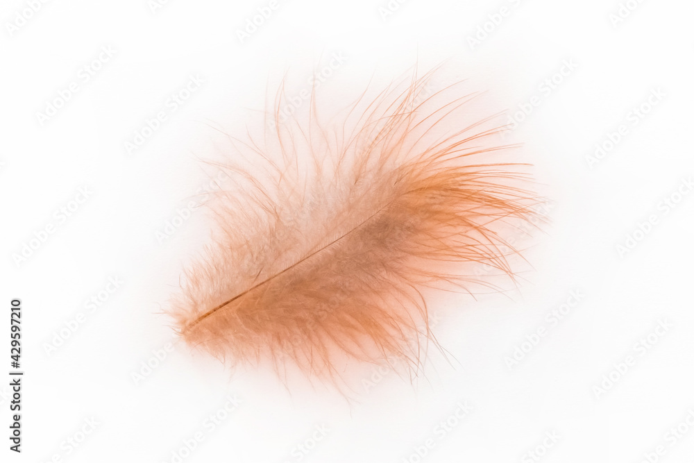 Small fluffy brown soft chicken feather on a white background, isolated