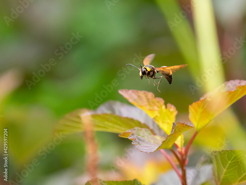 スズバチの飛行 © Masahiro