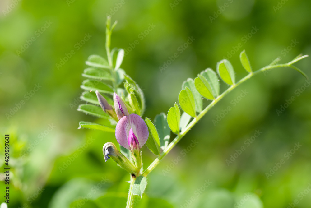 Narrow-leaved Vetch Close Up Macro Narrow-leaved Vetch Close Up Macro