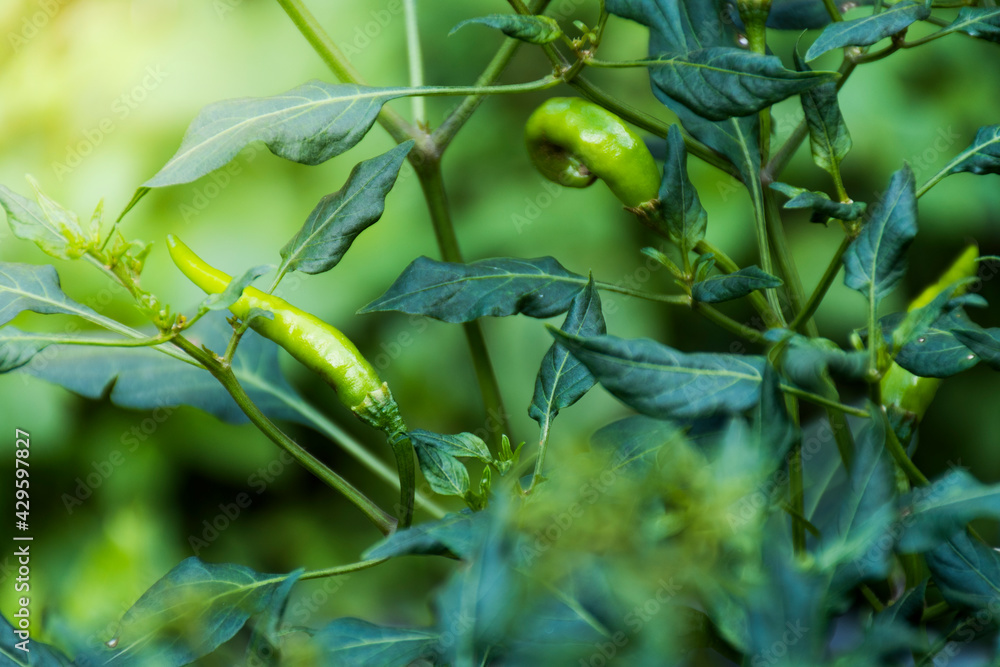 A close-up of a chili plant with a green chili, which is an unripe chili that grows with its leaves. A close-up of a chili plant with a green chili, which is an unripe chili that grows with its leaves.