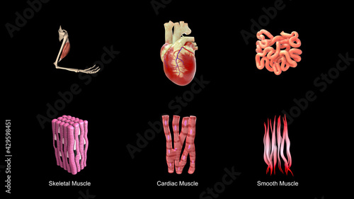 Types of Muscles photo