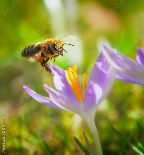 Bee flying to a purple crocus flower blossom © manfredxy