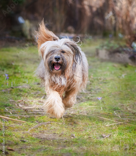 Tibetan terrier dog running in the garden